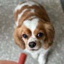 금빛동물수술센터 | 안양 24시 동물병원 비타민동물메디컬센터 강아지 TPLO수술 받은 후기