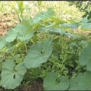 매산청풍영농조합법인 이미지