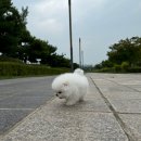디디에퍼피 네이버블로그