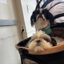 여수 댕댕이 애견 가족펜션 골드 이미지