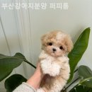 퍼피얌 그루밍 이미지