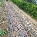 수환농장 이미지