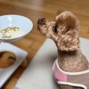 펫피드글로벌 | 강아지 변비에 좋은 영양제 기호성좋은 닥터티드펫 유산균 추천