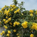 동규 | 범계역 미용실 아우프::동규쌤 중단발펌 후기