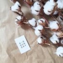 목화2차 A 이미지