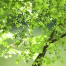 최뿔따구 이미지