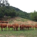 용산2리 이미지