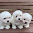 청주 강아지 분양 리몽드 퍼피 켄넬 이미지