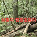 꾀꼬리 9일만 음주 답사산행.106 (원본 약초 매니아 카페) 이미지