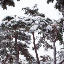 지천솔밭 이미지