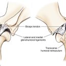나봄동물병원 네이버블로그