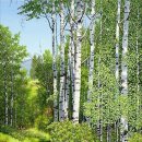 자작나무 숲 이미지
