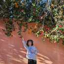 [세계여행] Day 83. 마라케시 완전 정복! 마히아 궁전부터 마조렐 입생로랑 정원까지 / 모로코식 함맘 후기