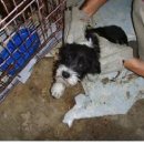 최가축병원 이미지