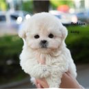 소문난 강아지 이미지
