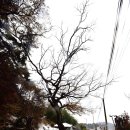 주곡리 장승제 | 논산 여행 추천 이삼 장군 고택과 청주 양씨 사당