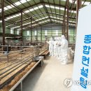 일진흑염소 이미지