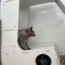 고양이 미용& 호텔 우연히, 캣 이미지