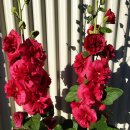 평화누리7코스고대산역고드름 | 대한민국 한바퀴 걸었다.(122)