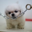 봄봄펫살롱 이미지