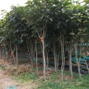 황칠농장 이미지