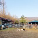 반달염소농장 이미지