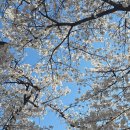 보훈병원 뒷산쉼터 | 2026 여의도 봄꽃축제｜윤중로 실시간 벚꽃 개화 상황 및 정보, 가는 방법