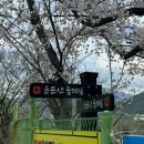 청도베이스볼파크 | 청도 벚꽂드라이브 및 벚꽃둘레길 운문산 둘레길 (벚꽃 실시간 '26. 4. 5.)