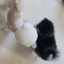 아띠아몽 이미지