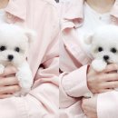 우리퍼피 이미지