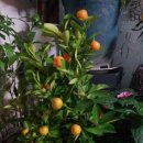 보은상회 이미지