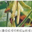 장수유기질 | 콩 재배