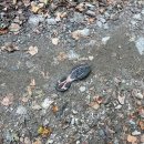 곰배령화원 | {강원도 곰배령 당일치기} 강원도인제/곰배령탐방 후기/천상의 화원곰배령/대한민국100대 명품숲/초보...