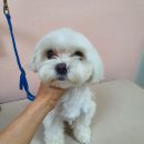 뷰티풀독 이미지