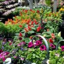 내가본꽃씨 이미지