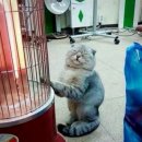 앙