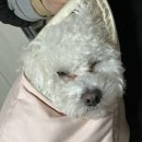 녹양 포어레스트 치즈케이크 맛집 애견동반가능 의정부 대형카페