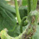 풍년농약 식물병원 | 저온기 시설 오이, '검은별무늬병' 증상부터 방제까지