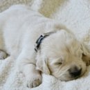 투니애견미용실 이미지