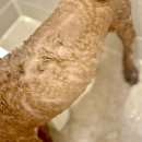 허그퍼피 | [다니에르 리뷰] 애견샴푸 포레스트허그 더 퓨리프 퍼피 샴푸 강아지샴푸 후기