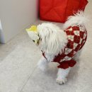 네이처힐 | 양평애견동반펜션 ‘네이처힐’ 무조건 추천!❤️ 완벽했던 강아지 동반 펜션 독채 숙소!