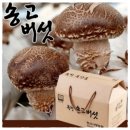 송고버섯(송이고기버섯) 실속형 선물세트 가격(옥천 청산사랑농원) 이미지