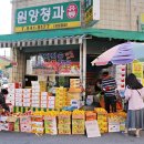 은아청과 이미지