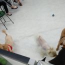 개밥주는고양이 이미지