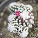 광양시장애인종합복지관 | [중마장애인복지관] 블로그동아리 광양 조은다육 군고구마와 깡통열차 체험후기