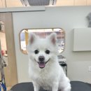 흰그루밍 이미지