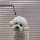 미넨떼 이미지