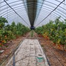 율리2농장 이미지