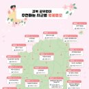 울릉벚꽃 이미지