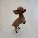 살롱드 멍 이미지